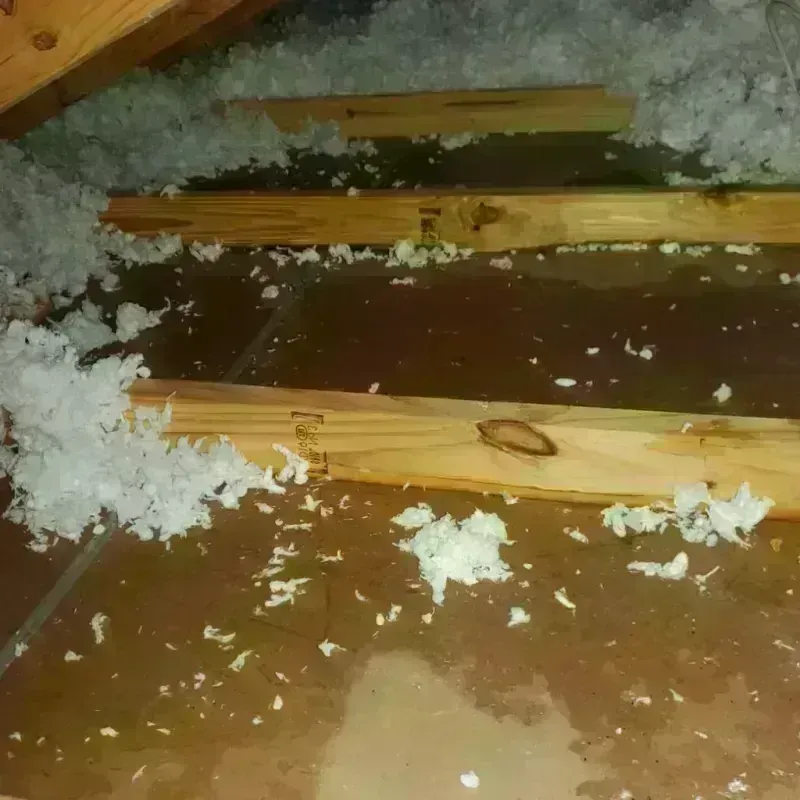 Attic Water Damage in La Grulla, TX