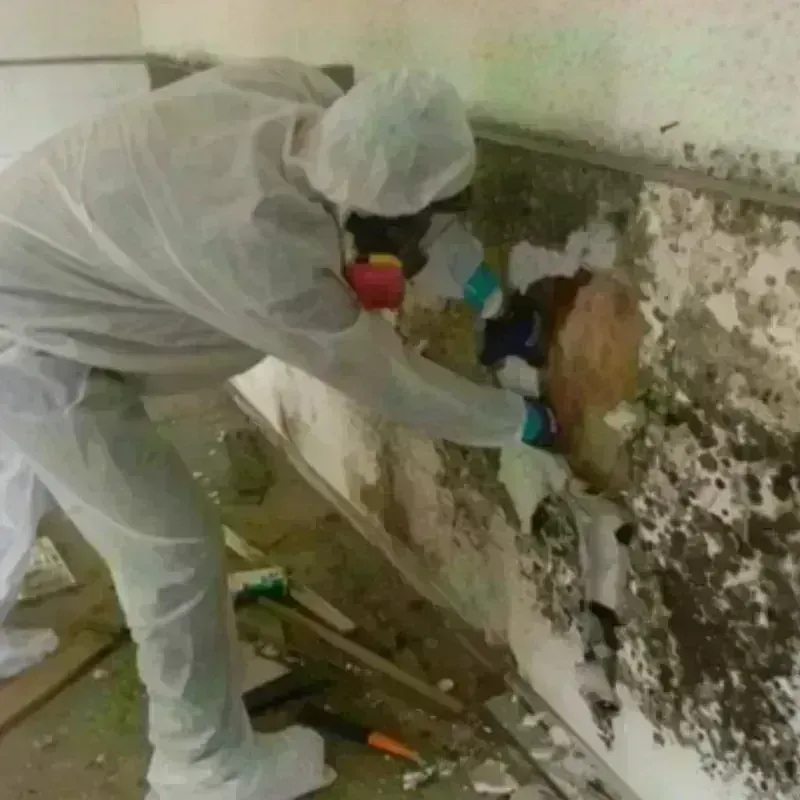 Mold Remediation and Removal in La Grulla, TX